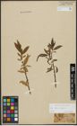 Foto von Salix alba L. x Salix fragilis L.
